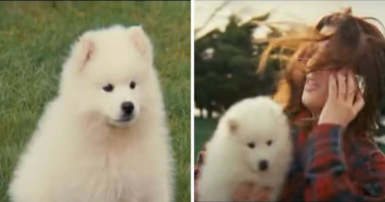 Meet The Dog Who Stole Every Scene He’s In In “The Proposal”
